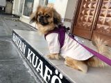 Kızım Lili Ücretli