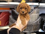 Red Browne Toy Poodle Bebekleri̇mi̇z
