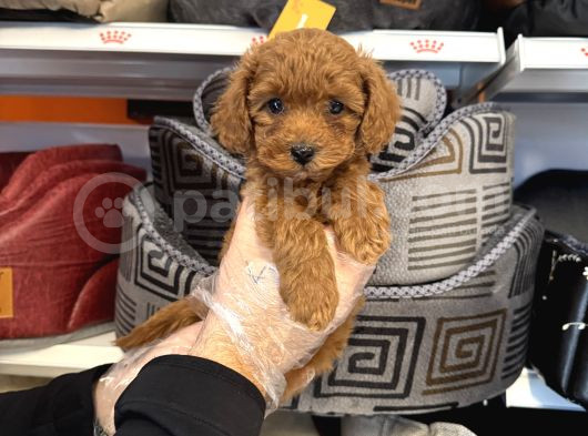 Red Browne Toy Poodle Bebekleri̇mi̇z görsel