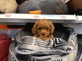 Red Browne Toy Poodle Bebekleri̇mi̇z