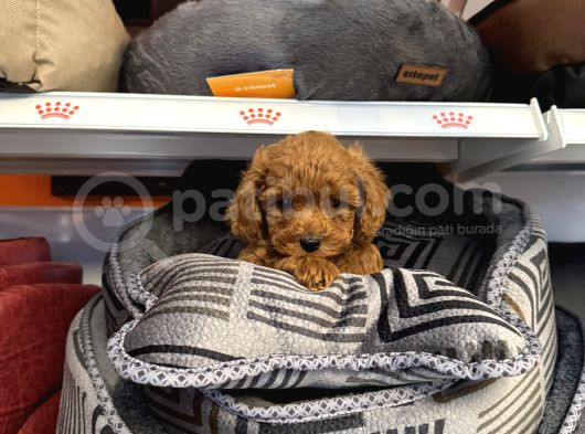 Red Browne Toy Poodle Bebekleri̇mi̇z görsel