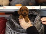 RED BROWNE TOY POODLE BEBEKLERİMİZ