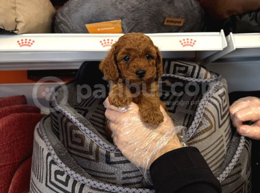 RED BROWNE TOY POODLE BEBEKLERİMİZ
