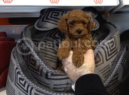 Red Browne Toy Poodle Bebekleri̇mi̇z görsel
