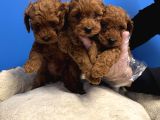 Red Browne Toy Poodle Bebekleri̇mi̇z