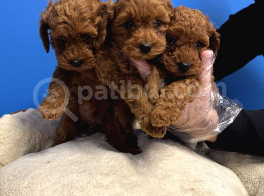 Red Browne Toy Poodle Bebekleri̇mi̇z görsel