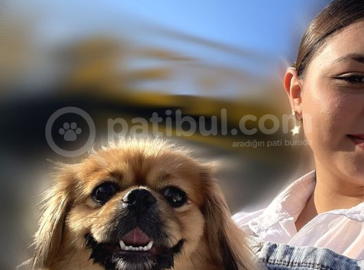Kızım Lili Ücretli görsel