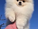 pomeranian boo Yavrularımız