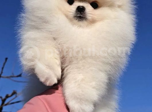 Pomeranian Boo Yavrularımız