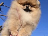 Pomeranian Boo Yavrularımız