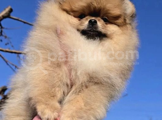 Pomeranian Boo Yavrularımız görsel