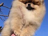 Pomeranian Boo Yavrularımız