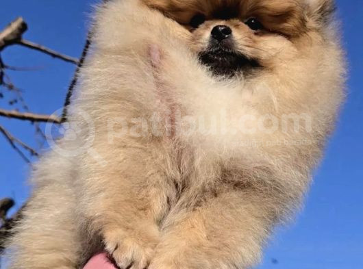 Pomeranian Boo Yavrularımız görsel