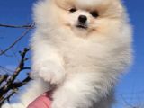 Pomeranian Boo Yavrularımız