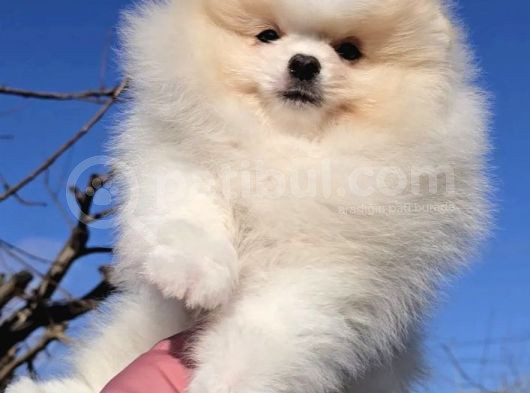 Pomeranian Boo Yavrularımız görsel