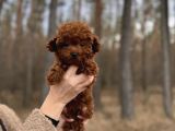 Toy Poodle yavrularımız
