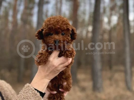 Toy Poodle Yavrularımız