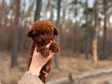 Toy Poodle Yavrularımız