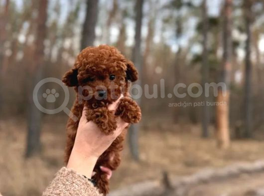 Toy Poodle Yavrularımız görsel