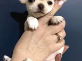 Chihuahua Yavrularımız
