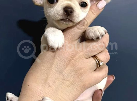 Chihuahua Yavrularımız görsel