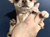 Chihuahua Yavrularımız