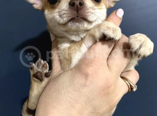 Chihuahua Yavrularımız görsel