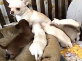 Chihuahua yavrularımız