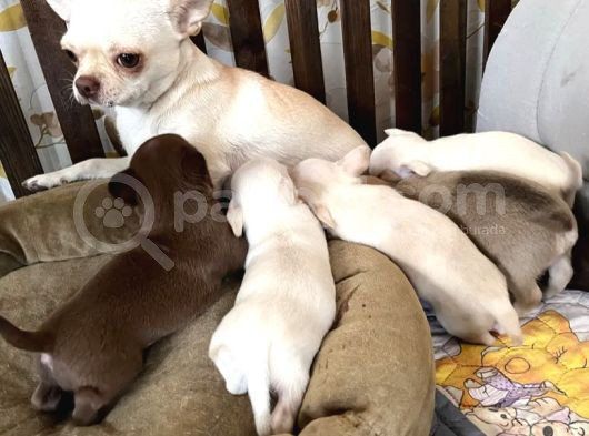 Chihuahua Yavrularımız