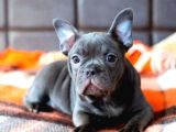 Minik French Bulldog yavrularımız
