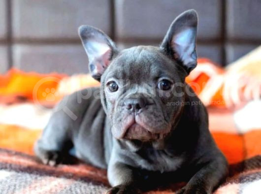 Minik French Bulldog Yavrularımız