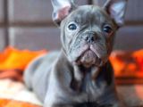 Minik French Bulldog Yavrularımız