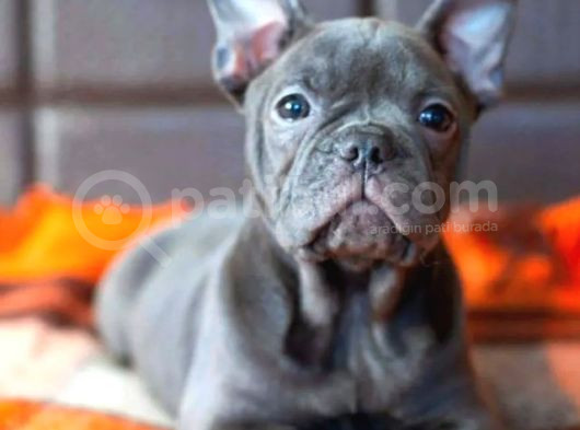 Minik French Bulldog Yavrularımız görsel