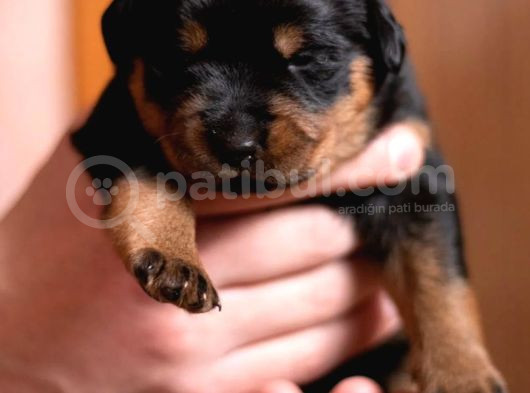 Rottweiler Yavrularımız görsel