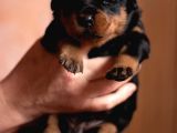 Rottweiler Yavrularımız