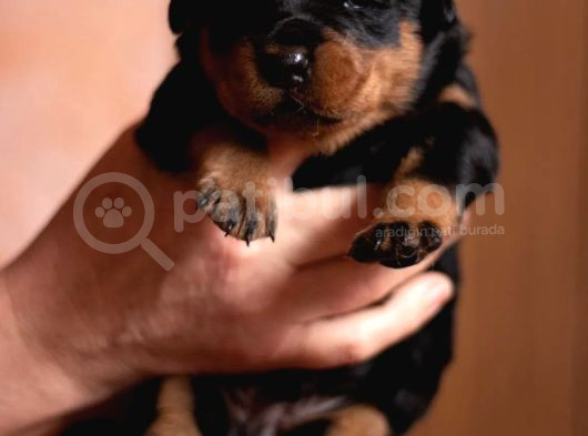 Rottweiler Yavrularımız görsel