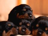 Rottweiler Yavrularımız