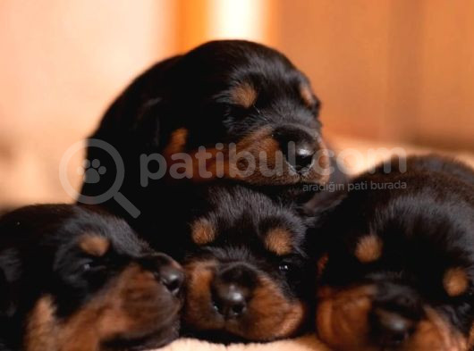 Rottweiler Yavrularımız