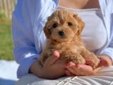 Minik maltipoo yavrularımız
