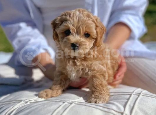 Minik Maltipoo Yavrularımız görsel