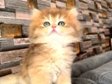 Golden Ny12 Şecereli Erkek Bebek