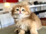 Golden Ny12 Şecereli Erkek Bebek
