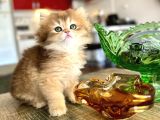 Golden Ny12 Şecereli Erkek Bebek
