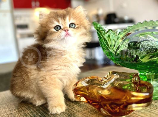 Golden Ny12 Şecereli Erkek Bebek görsel