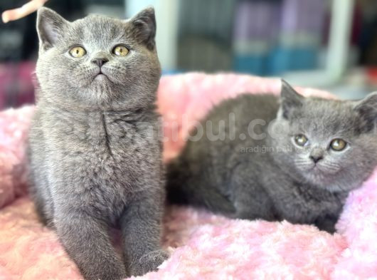 Ankarada Ziyarete Açık British Shorthair Yavrular görsel