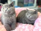 Ankarada Ziyarete Açık British Shorthair Yavrular