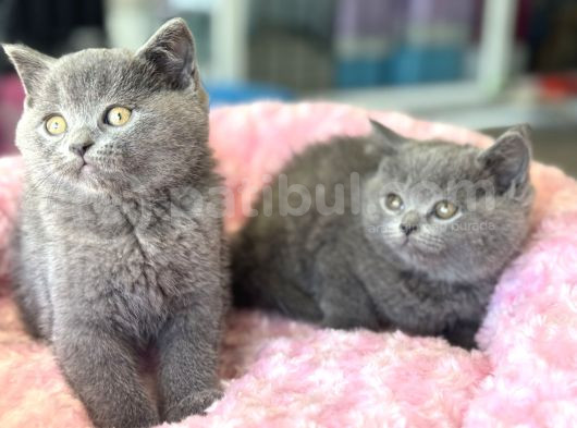 Ankarada Ziyarete Açık British Shorthair Yavrular görsel
