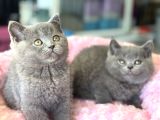 Ankarada Ziyarete Açık British Shorthair Yavrular