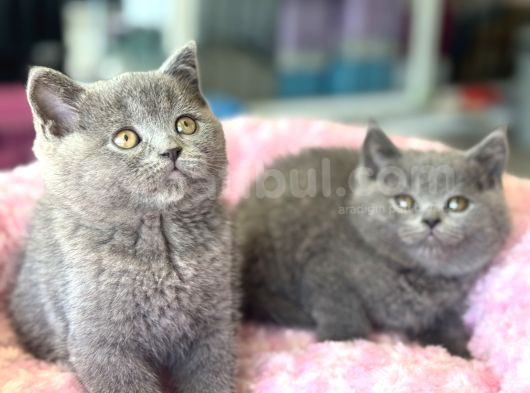 Ankarada Ziyarete Açık British Shorthair Yavrular görsel
