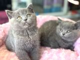 Ankarada Ziyarete Açık British Shorthair Yavrular